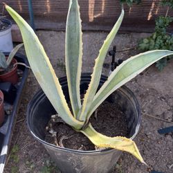 Agave Americana Plant