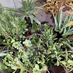 Lot Of Succulents Plants Easy Care