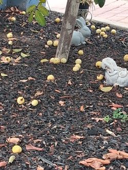 Free fruit