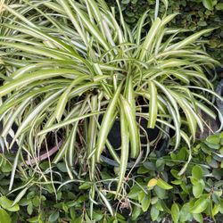 Spider Plants In A Pot Decorative 