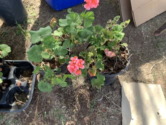 Geraniums 