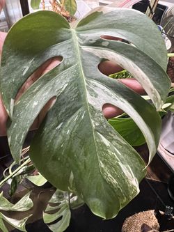 Variegated Monstera Albo Plant Cutting (read Description Below)