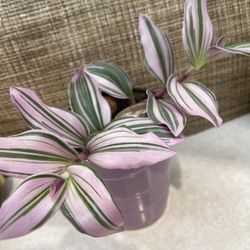 Tradescantia Nanouk Low-maintenance House Plant In 4.5"H Ceramic Pot.