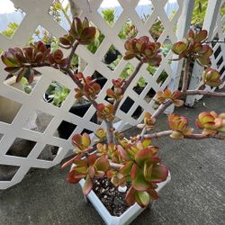 So beautiful huge lucky red Jade plant bonsai old money tree 幸运发财树 only one hurry