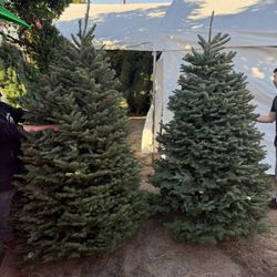 $100 noble Fir 6ft 7ft 8ft 9ft 10ft available 