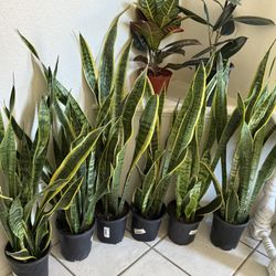 ♥️BEST PLANT ON PLANET♥️Snake Plants In 7” pot 36” to 42” tall