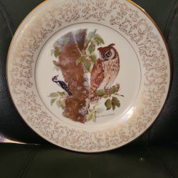 Long Eared Owl. 1972