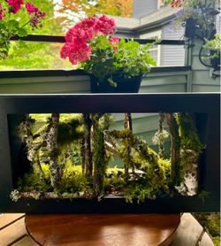 Live Moss  inside shadow box , 19x10x5 inch ,SALE !!🍁