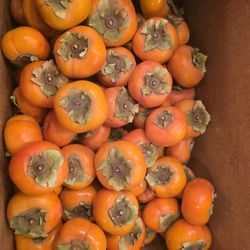PERSIMMONS 
