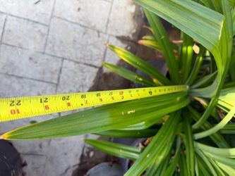 Fresh Edible Pandan LEAVES (Lá Dứa)