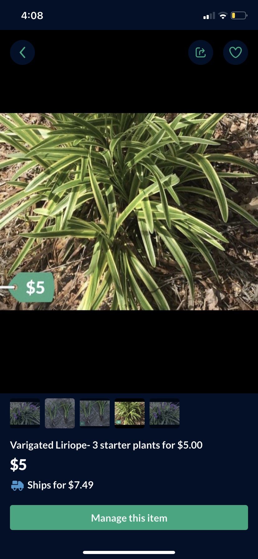 Varigated Liriope - Purple Flowers