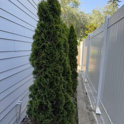 Green Privacy Shrub 6’ - Count 5