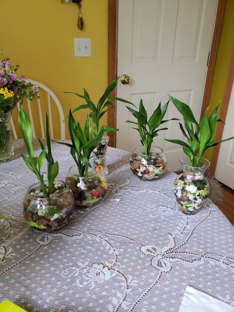 Lucky Bamboo, Each $10