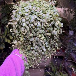 6” strings of turtles 