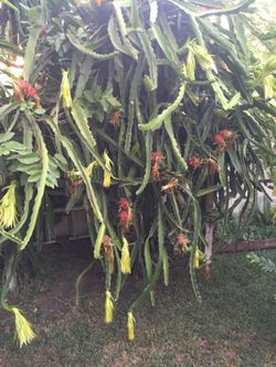 DRAGÓN FRUIT plant