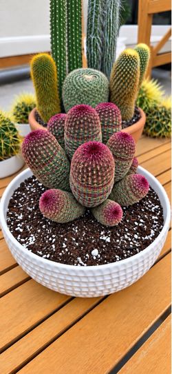 🌵Rare Rainbow Cactus Cluster – “12 Heads”