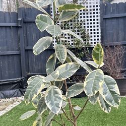 Ficus Tinke Variegated Plant