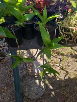 Plants Callisia Fragance