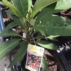  Plumeria Plant In  1 Gal Pot Assorted Colors