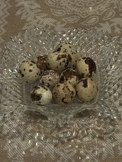 Fresh Quail Eggs