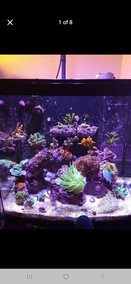 Biocube 32 Aquarium