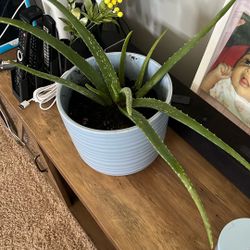 Super Healthy Aloe Plant Huge Pot Room To Grow