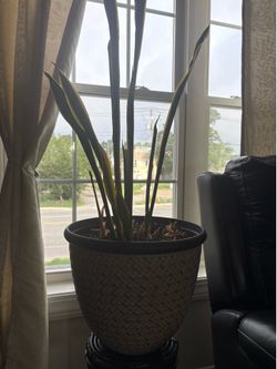 Snake Plants with pot and  stand