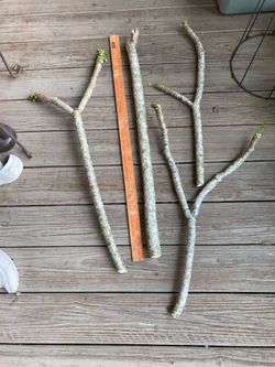*$15 EACH* Plumeria / Frangipani Tree Cuttings Pink w/ Yellow Center🔻See Below🔻
