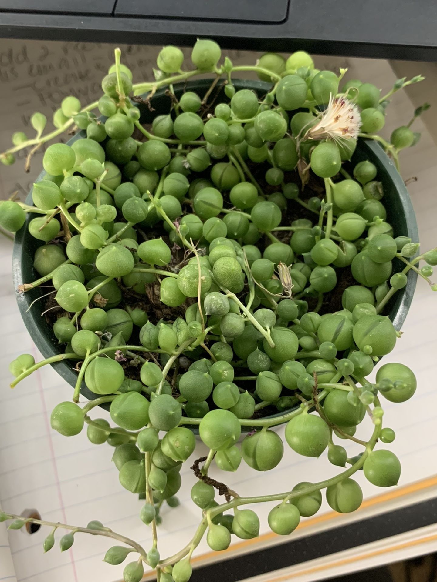 String Of Pearls In Bloom 🌱