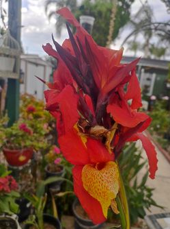 Canna Lilly