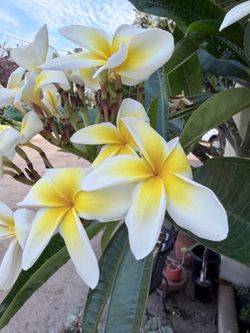 White/yellow plumeria