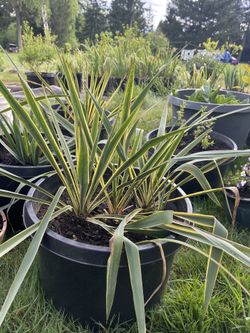 Yucca Plants