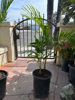 King Palm tree