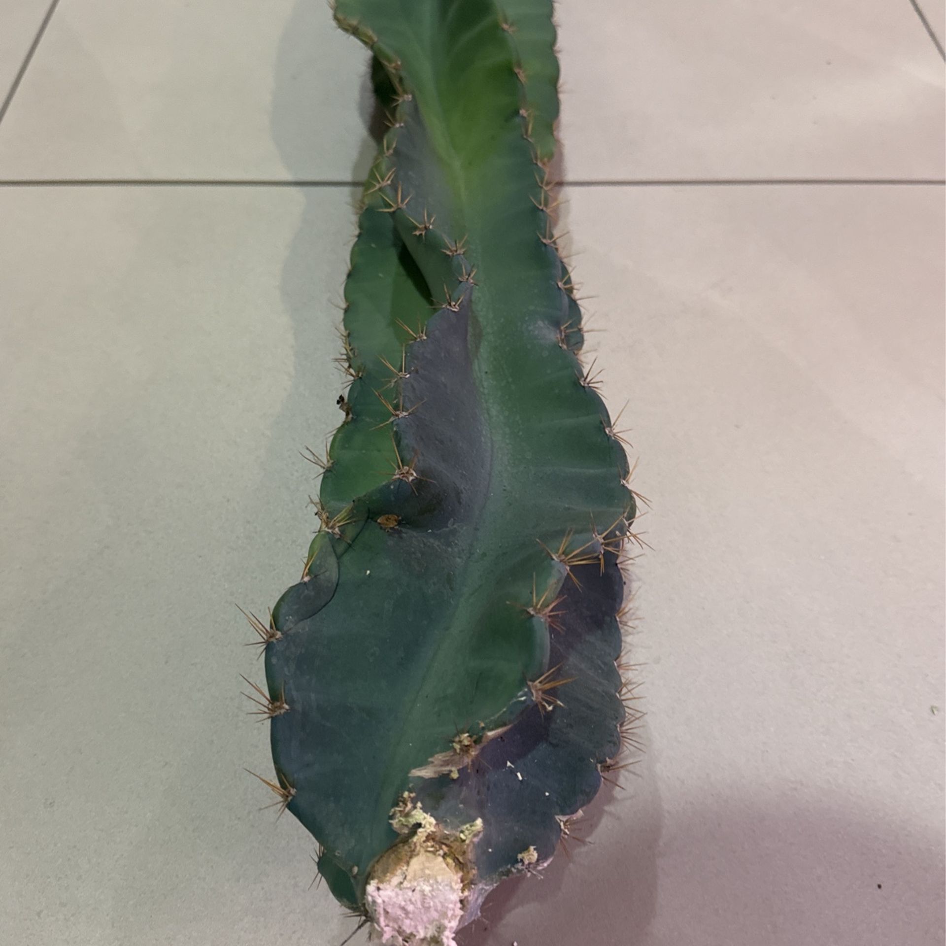 🌵 30” Tall Spiral Cereus Cactus Cutting • Cacti 🌵