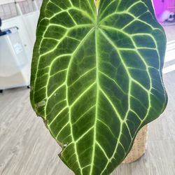 Anthurium Crystallinum x Magnificum 16”