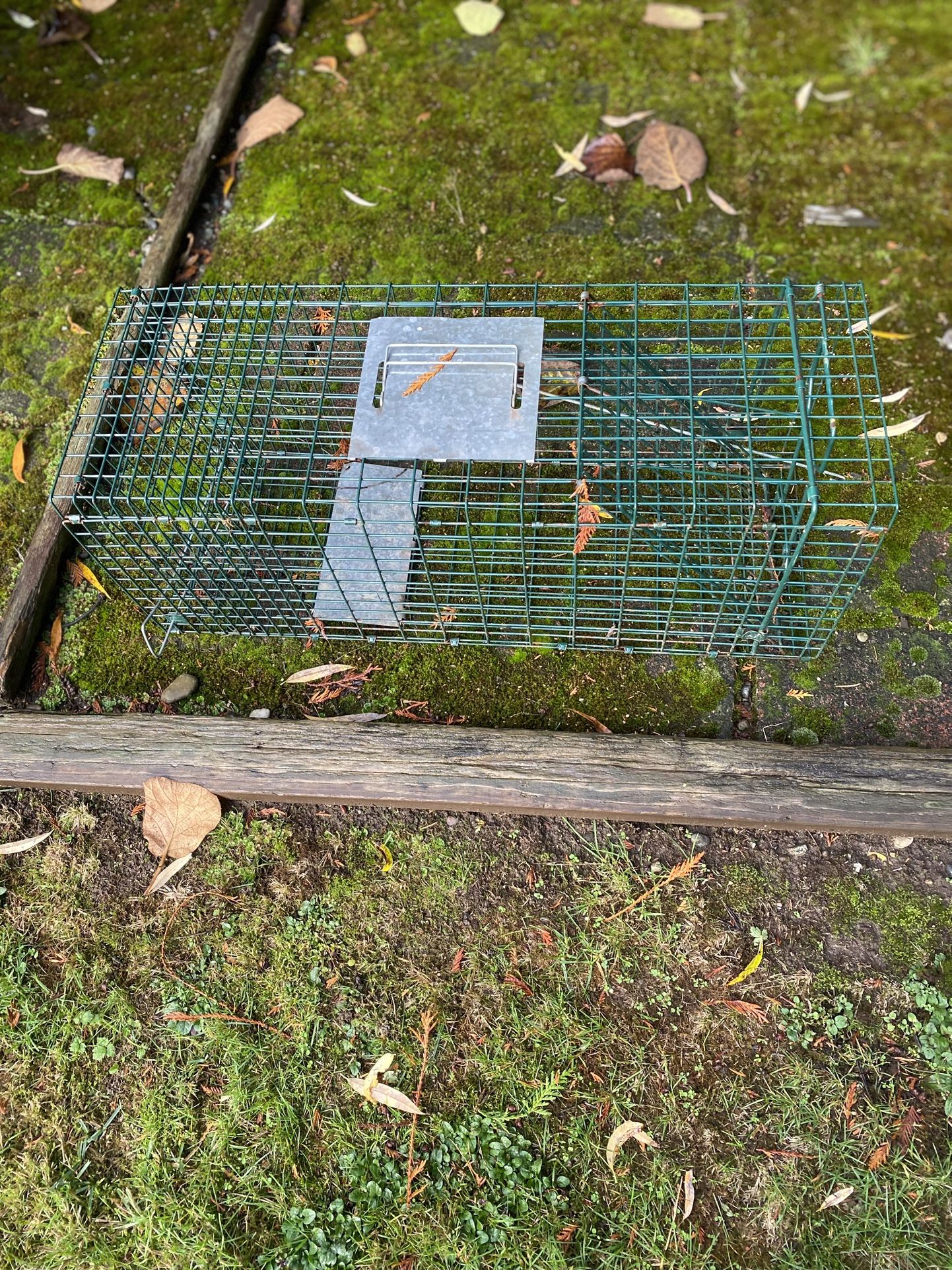 Animal Trap