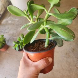 Jade plant 