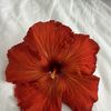 Aloha Time 