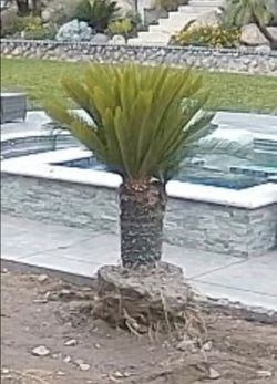 FREE- Beautiful 4-Foot Sego Palm – Ready to Transplant! (You Dig & Haul)