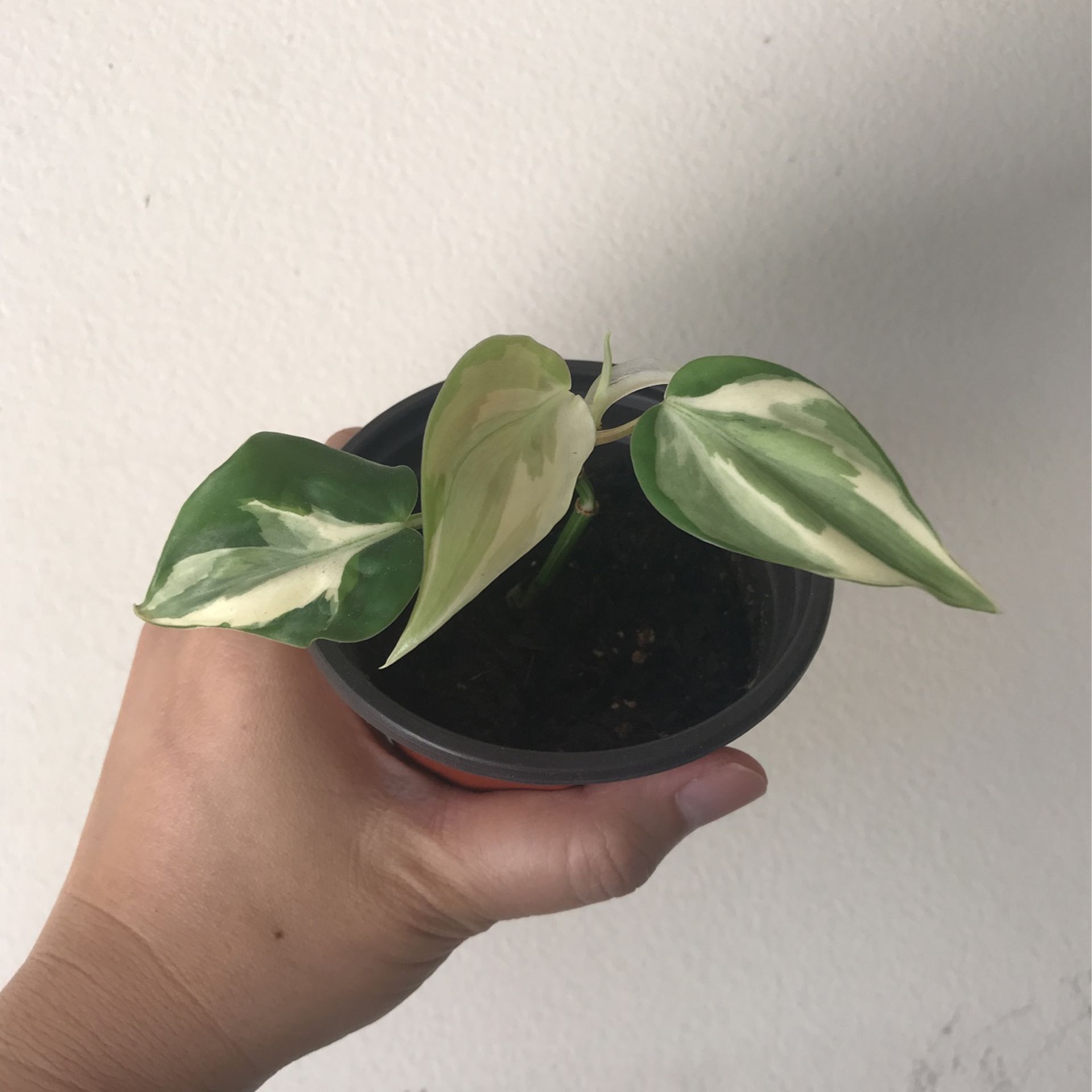 philodendron mayoi variegated Philodendron main image 1