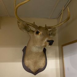Taxidermy Deer