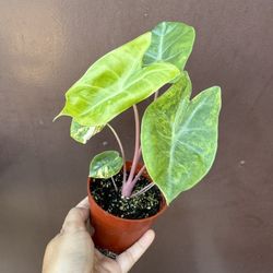4” Variegated Alocasia Pink Dragon