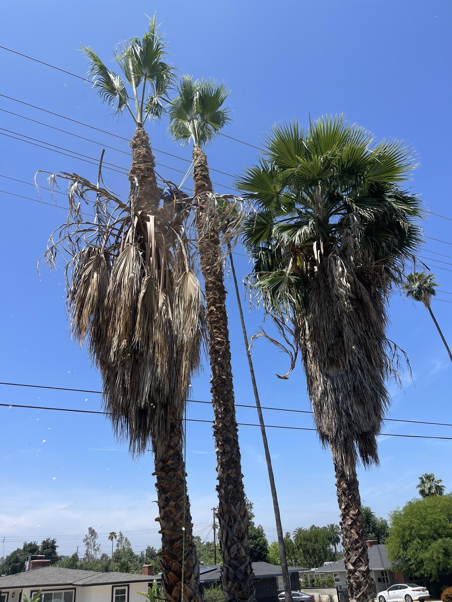 Palm Tree Trimming
