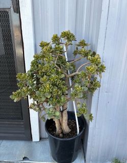 Large Jade Plant in Black Pot