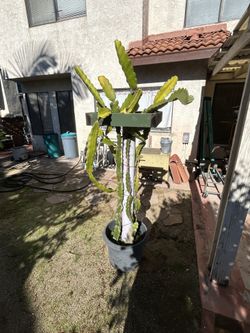 Dragon Fruit ( white) $ 30