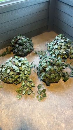 Hanging plants