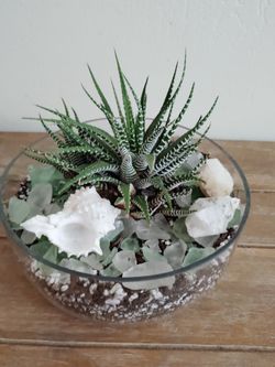 Zebra haworthia succulent plant