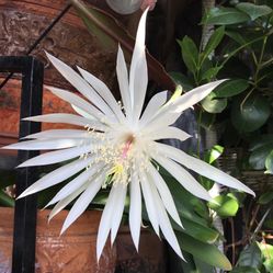 Reyna De La Noche. Hermosa Planta.