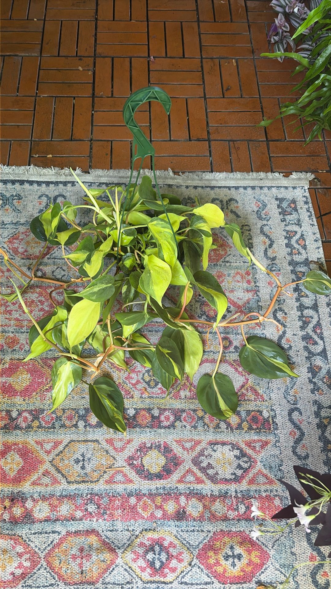 Brasil Philodendron Tropical Trailing Hanging Plant 6”