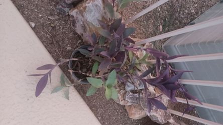 Perple and Green Plant